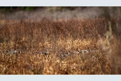 Tbd, +/-221 Ac Fm 3, Normangee, TX 77871 - Photo 10