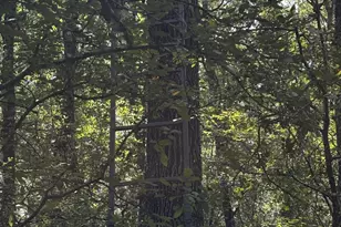 Lot 25 Frank Ln, Magnolia, TX 77353 - Photo 4