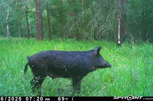 Lot 25 Frank Ln, Magnolia, TX 77353 - Photo 2