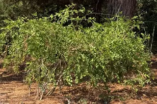 205 Cr 1820, Grapeland, TX 75844 - Photo 28