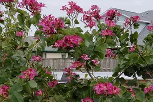 14 S Flamingo St, La Marque, TX 77568 - Photo 6