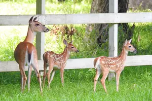 667 Miller Dr, Cleveland, TX 77327 - Photo 20