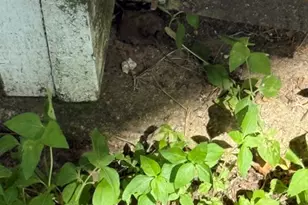 44 Starling Dr, Palacios, TX 77465 - Photo 26