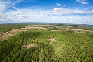 462 Timber Rd, Livingston, TX 77351 - Photo 1