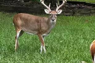 9322 Sendera Dr, Magnolia, TX 77354 - Photo 50