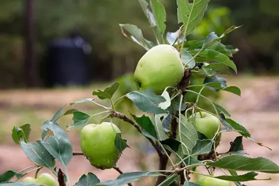 Tbd Saratoga Woods Drive, Montgomery, TX 77316 - Photo 10