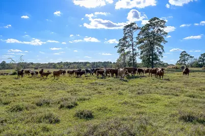 200 Acres Spring Branch Road, Montgomery, TX 77316 - Photo 24