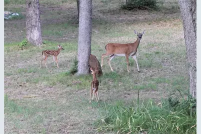 Lot 39 Tejas Trail, Grapeland, TX 75844 - Photo 6