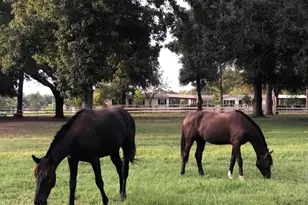 26427 1/2 Dobbin Huffsmith Rd Rd, Magnolia, TX 77354 - Photo 2