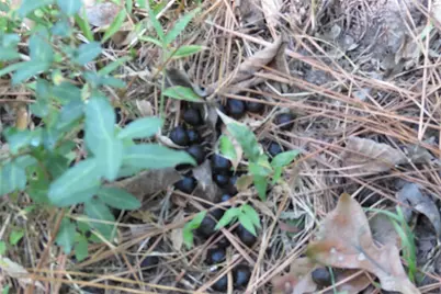 10.24 Acres Townley Ranch Road, Dodge, TX 77334 - Photo 14