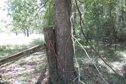10.24 Acres Townley Ranch Road, Dodge, TX 77334 - Photo 16