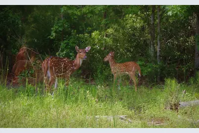 0 Eland Trail, LaRue, TX 75770 - Photo 46