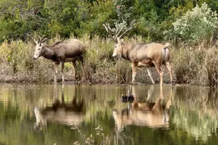 0 Eland Trail, LaRue, TX 75770 - Photo 44