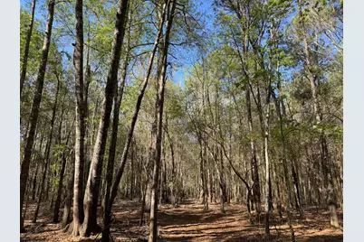 Tbd County Road 3930, Colmesneil, TX 75938 - Photo 6