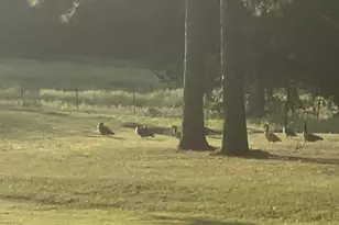 3935 Spring Branch Rd, Montgomery, TX 77316 - Photo 34