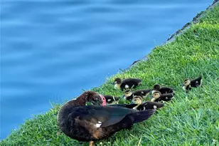 9408 Sundown Dr, Pearland, TX 77584 - Photo 46