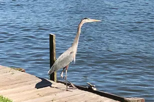 1 April Point Dr S, Montgomery, TX 77356 - Photo 2