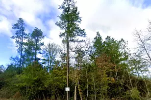 10699 Ruger Rd, Willis, TX 77378 - Photo 4