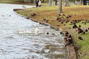 3331 Double Lake Dr, Missouri City, TX 77459 - Photo 28