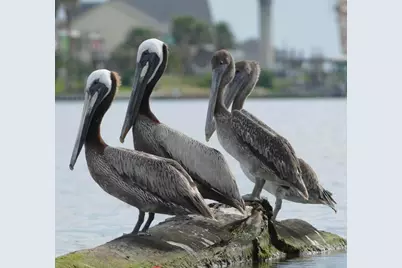 1191 County Road 230, Sargent, TX 77414 - Photo 38