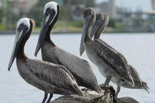 1191 County Rd 230, Sargent, TX 77414 - Photo 38