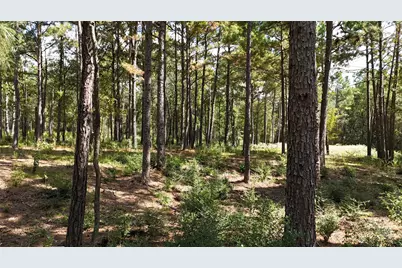Tbd Cherokee Trail, Lovelady, TX 77851 - Photo 6
