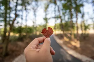 22403 Sawmill Pass Ln, Porter, TX 77365 - Photo 22