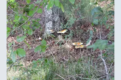 18855 Bethel Rd, Richards, TX 77873 - Photo 12