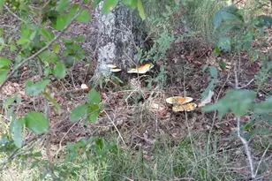 18855 Bethel Rd, Richards, TX 77873 - Photo 12