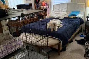 2513 Hazard St, Houston, TX 77019 - Photo 12