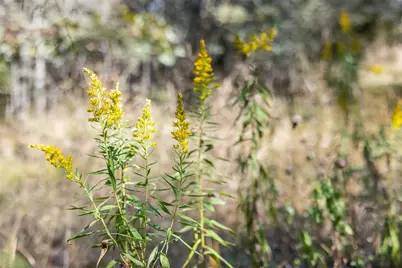 Tbd (+/-69.227 Acres) St Hwy 21 E, Midway, TX 75852 - Photo 30