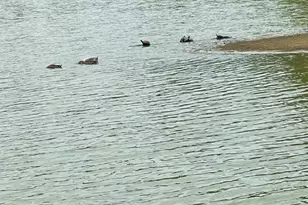 1572 E Pine Lake Cir, Montgomery, TX 77316 - Photo 34