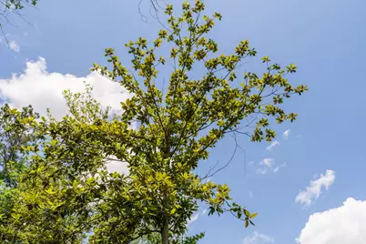 00 Cr 4040, Woodville, TX 75979 - Photo 6
