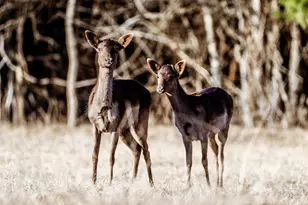 177 County Rd 241, Kosse, TX 76653 - Photo 42