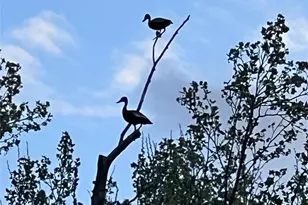 23004-2 Landrum Village Dr, Montgomery, TX 77316 - Photo 48