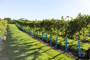 14675 Cedar Elm Ct, Willis, TX 77318 - Photo 4