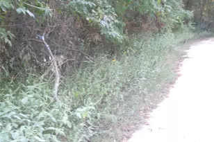 Tbd Palmetto, Magnolia, TX 77356 - Photo 26