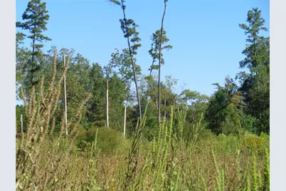 Tbd Palmetto, Magnolia, TX 77356 - Photo 16