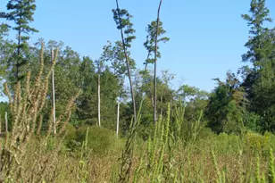 Tbd Palmetto, Magnolia, TX 77356 - Photo 16