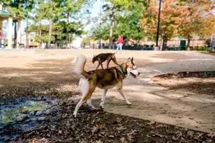 1111 Bering Dr, Houston, TX 77057 - Photo 22