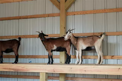 11531 Dosey Doe Drive, Montgomery, TX 77316 - Photo 38