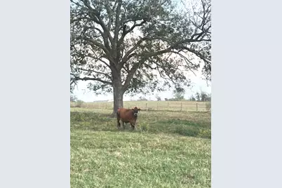 28 Acres Shaws Bend Road, Columbus, TX 78934 - Photo 6