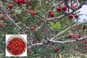 1464 N Lewis Dr, Orange, TX 77632 - Photo 34