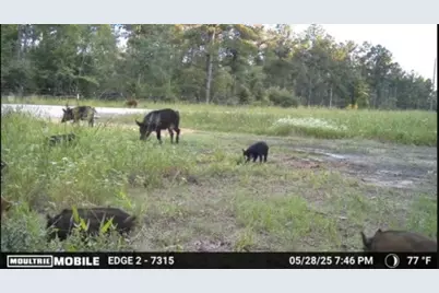 700 Pr 8160, Lovelady, TX 75851 - Photo 26