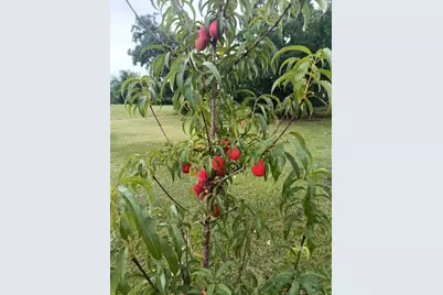18106 Domino Road, Waller, TX 77484 - Photo 16