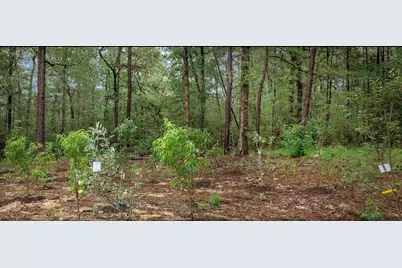 23514 Saratoga Woods Parcel A Drive, Montgomery, TX 77316 - Photo 12
