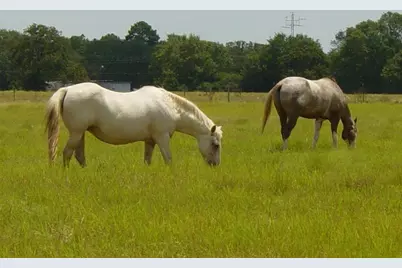 A Tri Pacer Lane, Hilltop Lakes, TX 77871 - Photo 6