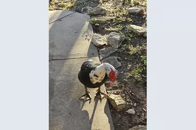 1411 Sunset Bay Court, Seabrook, TX 77586 - Photo 36