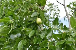 26307 Meadow Dawn Ln, Katy, TX 77494 - Photo 28