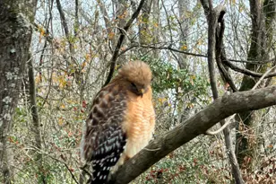 247 N Onalaska, Onalaska, TX 77360 - Photo 6